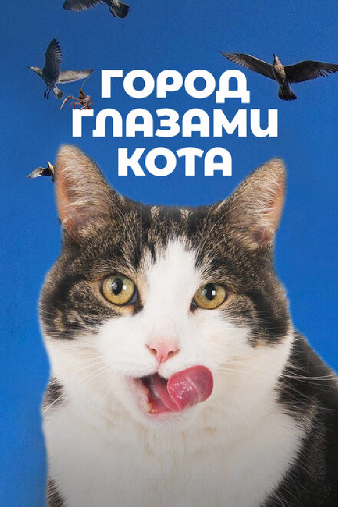 Город глазами кота
