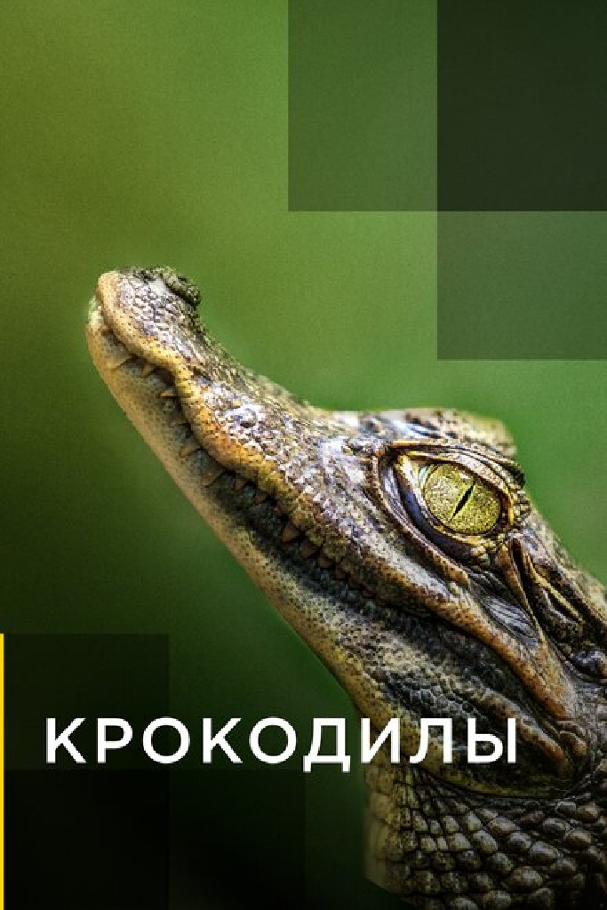 Крокодилы