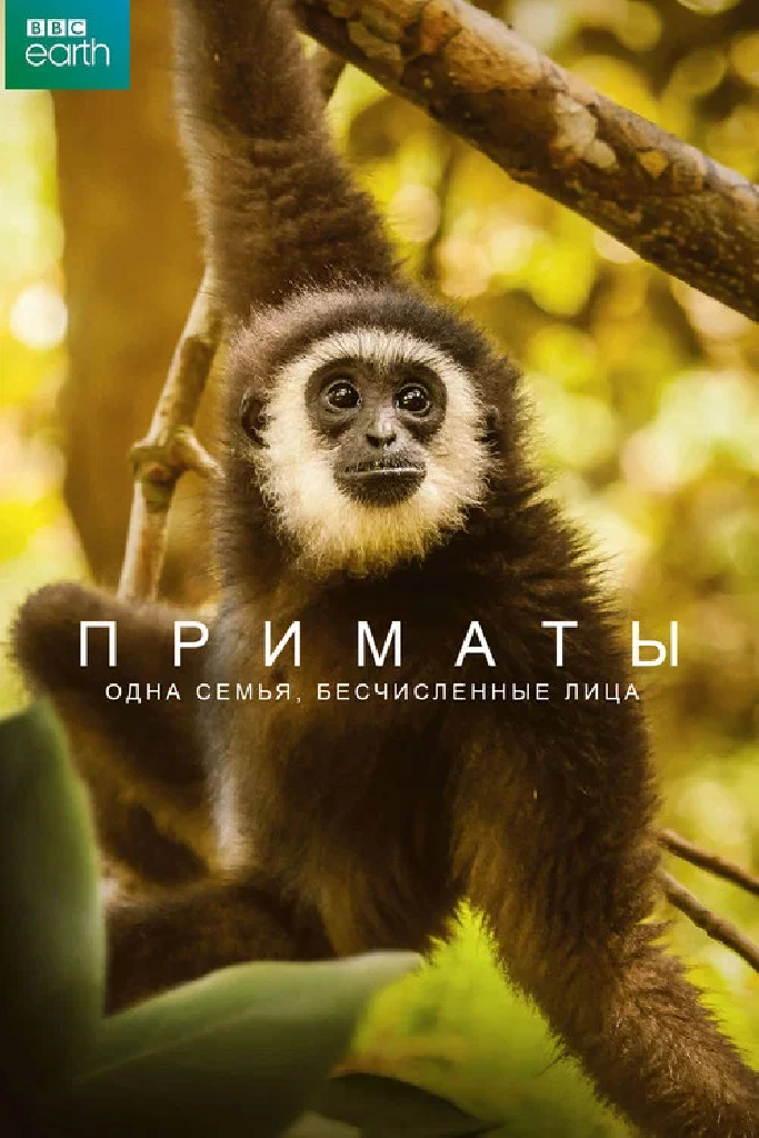 Приматы