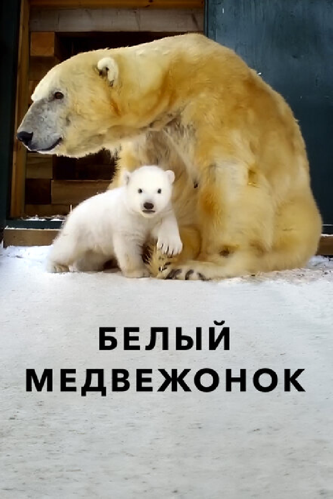 Белый медвежонок