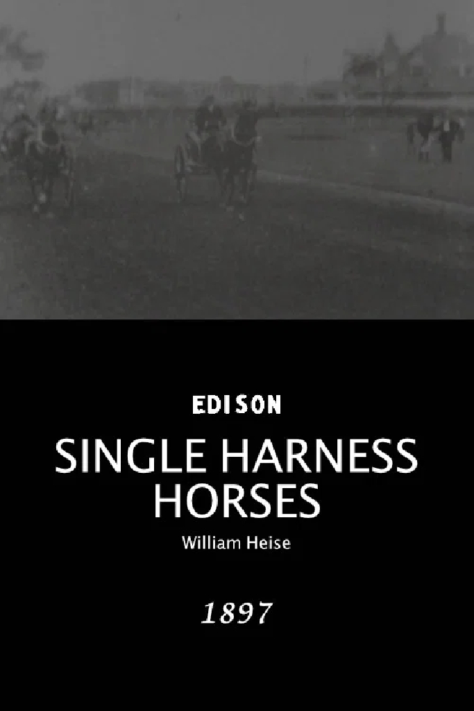 Single Harness Horses