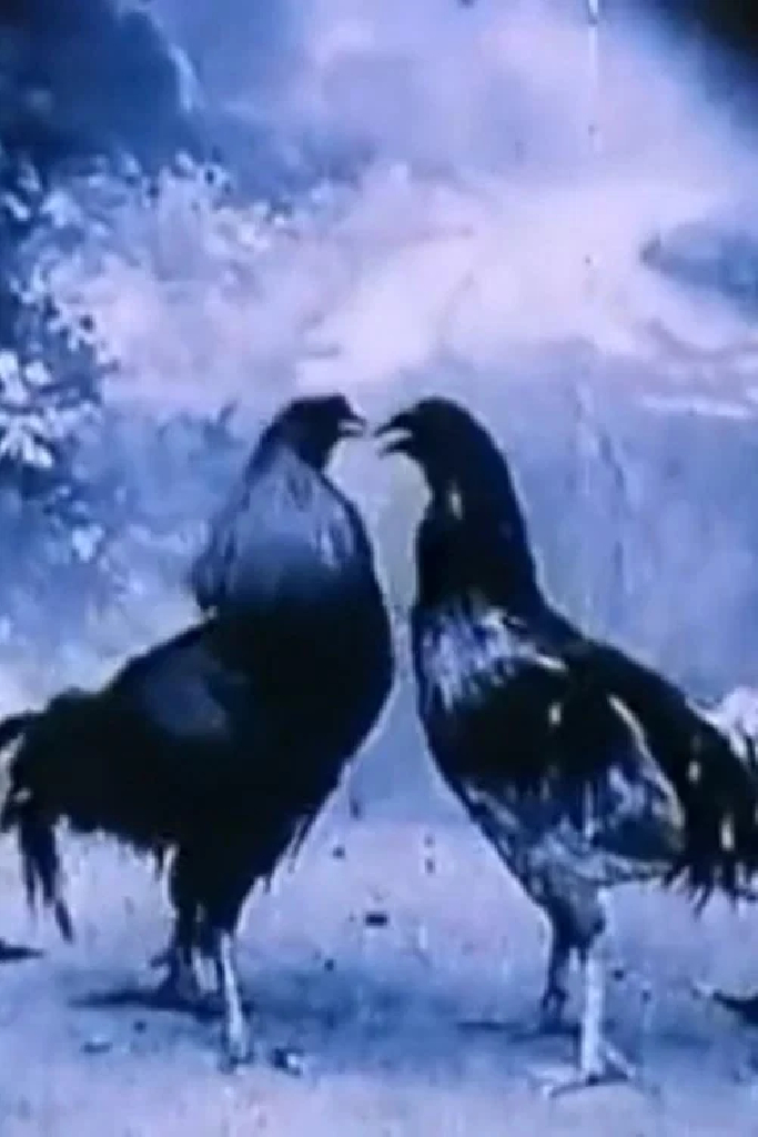 Animali Criminali