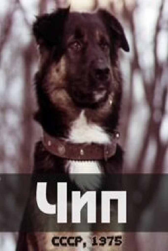 Чип