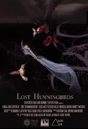 Lost Hummingbirds