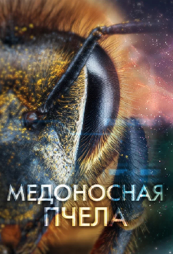 Медоносная пчела