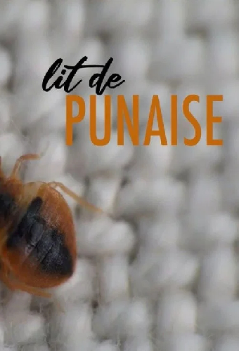 Lit de punaise