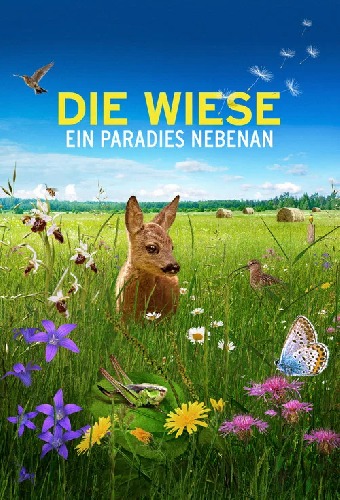 Die Wiese: Ein Paradies nebenan