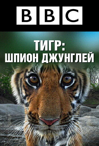 BBC: Тигр – шпион джунглей