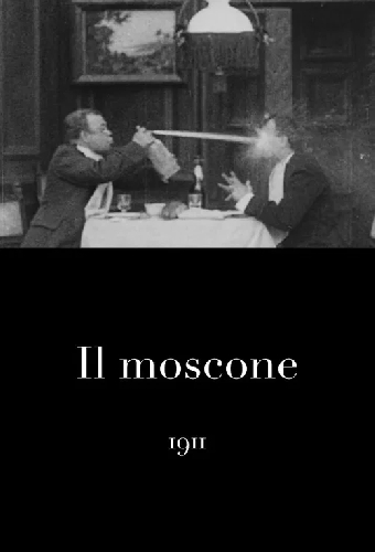 Il moscone