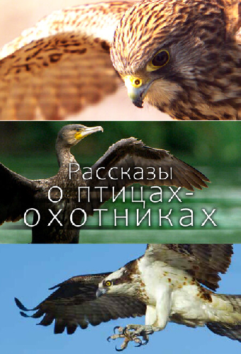 Рассказы о птицах-охотниках