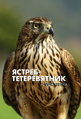 Ястреб-тетеревятник. Душа ветра