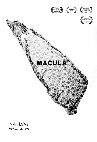 Macula
