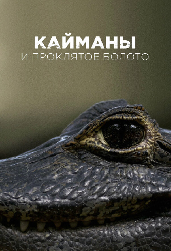 Кайманы и проклятое болото