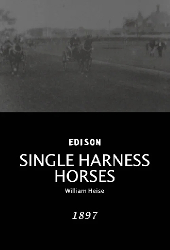 Single Harness Horses