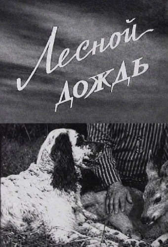 Лесной дождь