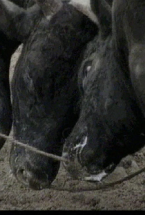 Bullfight in Okinawa