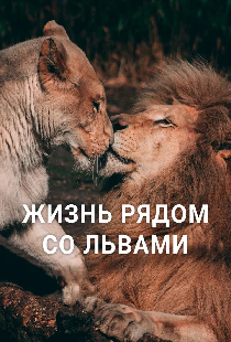Жизнь рядом со львами