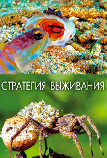 Стратегия выживания