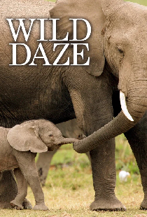 Wild Daze