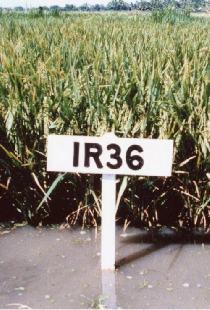 Les coopérants