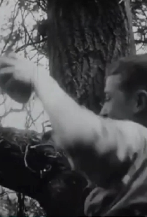 Les Dénicheurs d'oiseaux