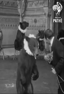 Trained Bears