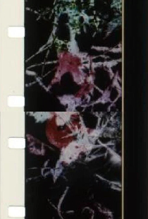 The Birds Of Paradise