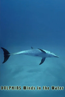Dolphins: Minds in the Water