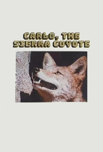 Carlo the Sierra Coyote