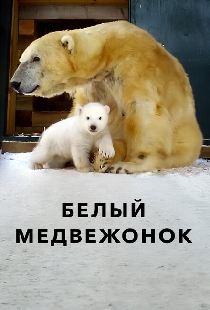Белый медвежонок