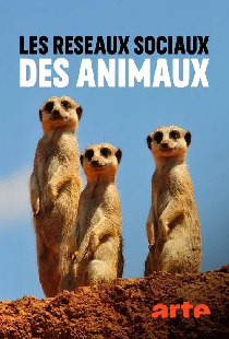 Les réseaux sociaux des animaux
