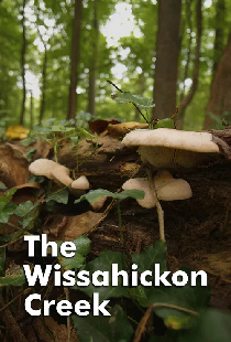The Wissahickon Creek