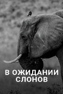 В ожидании слонов