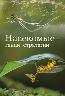 Насекомые — гении стратегии