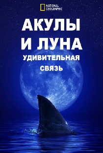 Акулы И Луна. Удивительная Связь