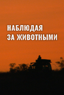 Наблюдая за животными