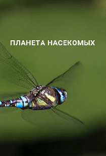Планета насекомых