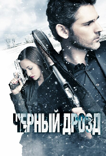 Чёрный дрозд