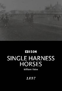 Single Harness Horses