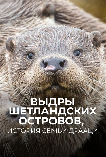 Выдры Шетландских островов, история семьи Драаци