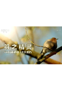 Feathered Friends