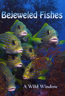Wild Window: Bejeweled Fishes