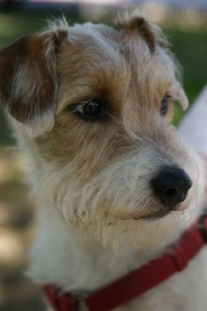Frito