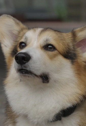 Шкипер