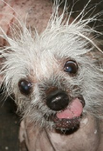 Rascal The World's Ugliest Dog